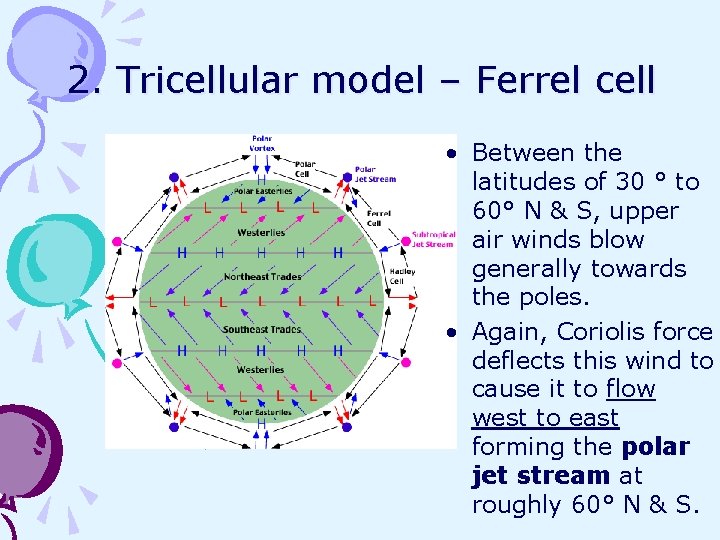 2. Tricellular model – Ferrel cell • Between the latitudes of 30 ° to