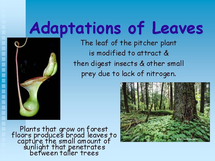 Adaptations of Leaves The leaf of the pitcher plant is modified to attract &