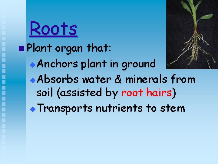 Roots n Plant organ that: u Anchors plant in ground u Absorbs water &