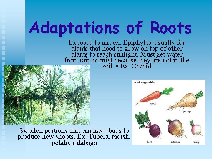 Adaptations of Roots Exposed to air, ex. Epiphytes Usually for plants that need to