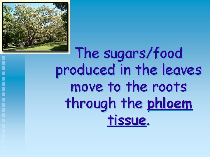 The sugars/food produced in the leaves move to the roots through the phloem tissue.