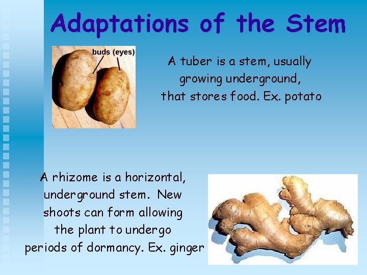 Adaptations of the Stem A tuber is a stem, usually growing underground, that stores
