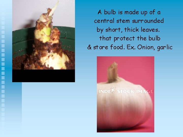 A bulb is made up of a central stem surrounded by short, thick leaves.