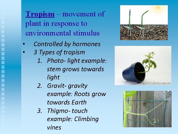 Tropism – movement of plant in response to environmental stimulus • • Controlled by