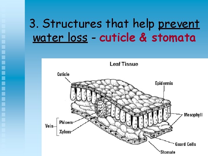 3. Structures that help prevent water loss - cuticle & stomata 