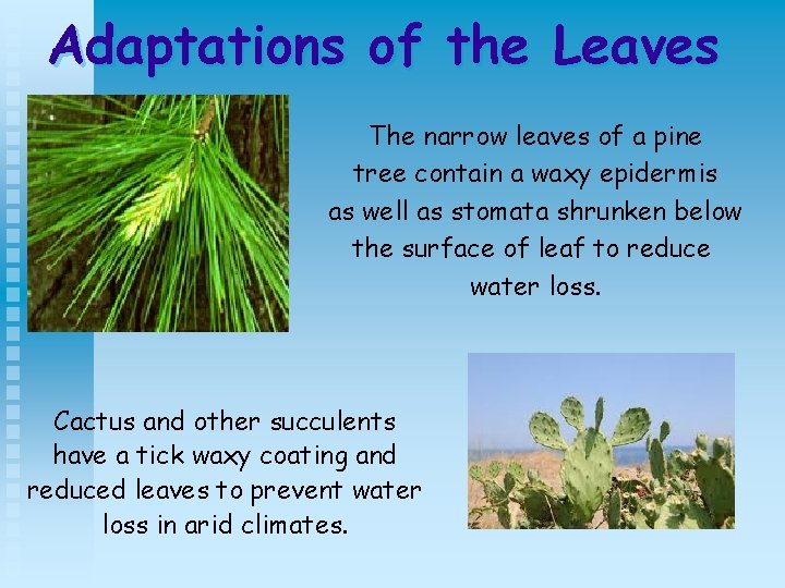 Adaptations of the Leaves The narrow leaves of a pine tree contain a waxy