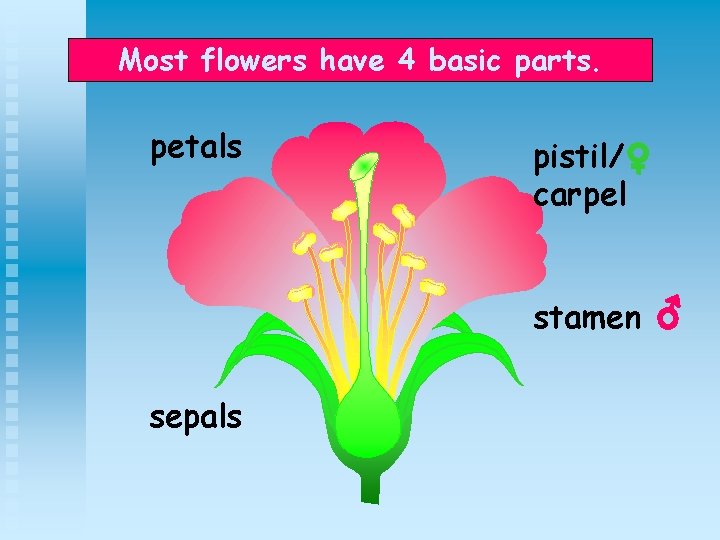 Most flowers have 4 basic parts. petals pistil/ carpel stamen sepals 