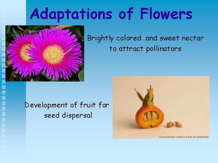 Adaptations of Flowers Brightly colored and sweet nectar to attract pollinators Development of fruit