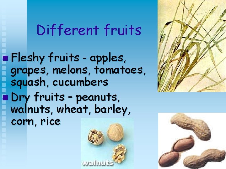 Different fruits n Fleshy fruits - apples, grapes, melons, tomatoes, squash, cucumbers n Dry