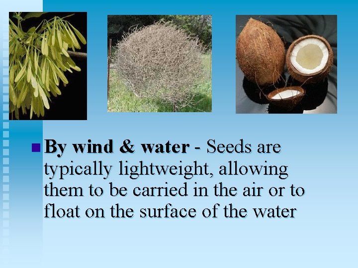 n By wind & water - Seeds are typically lightweight, allowing them to be