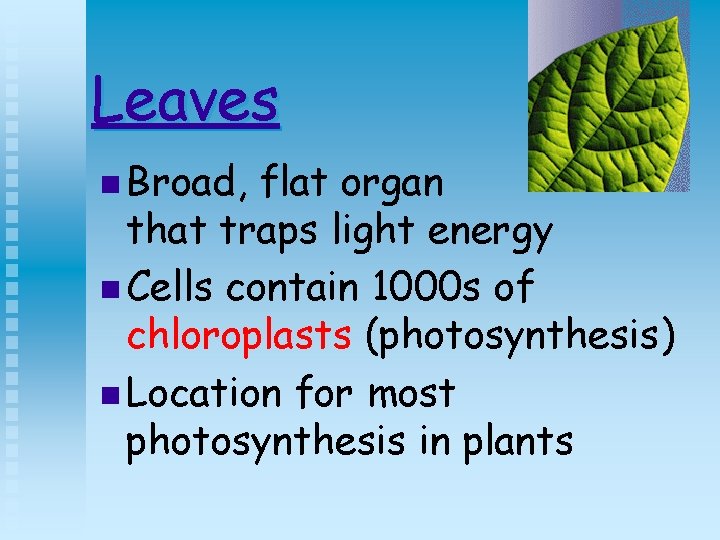 Leaves n Broad, flat organ that traps light energy n Cells contain 1000 s