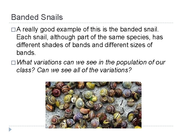 Banded Snails �A really good example of this is the banded snail. Each snail,
