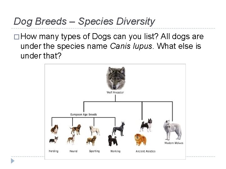 Dog Breeds – Species Diversity � How many types of Dogs can you list?