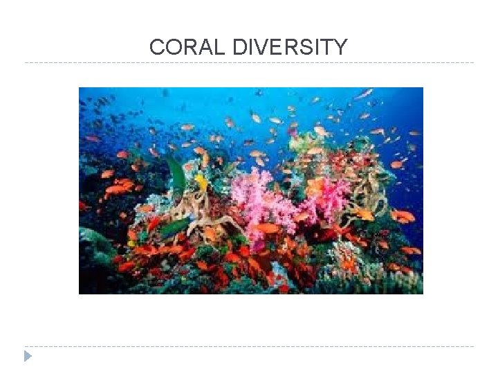 CORAL DIVERSITY 