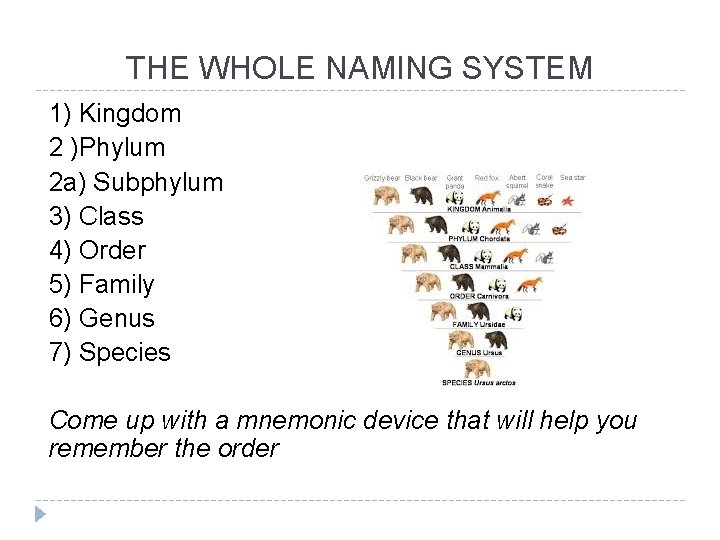 THE WHOLE NAMING SYSTEM 1) Kingdom 2 )Phylum 2 a) Subphylum 3) Class 4)