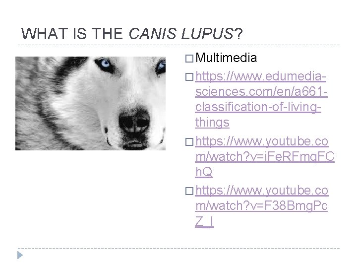 WHAT IS THE CANIS LUPUS? � Multimedia � https: //www. edumedia- sciences. com/en/a 661