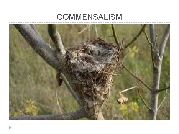 COMMENSALISM 