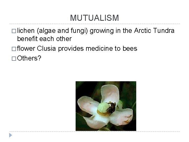MUTUALISM � lichen (algae and fungi) growing in the Arctic Tundra benefit each other