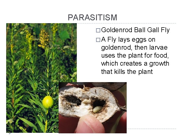 PARASITISM � Goldenrod Ball Gall Fly � A Fly lays eggs on goldenrod, then
