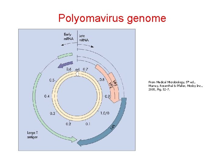 Polyomavirus genome From Medical Microbiology, 5 th ed. , Murray, Rosenthal & Pfaller, Mosby