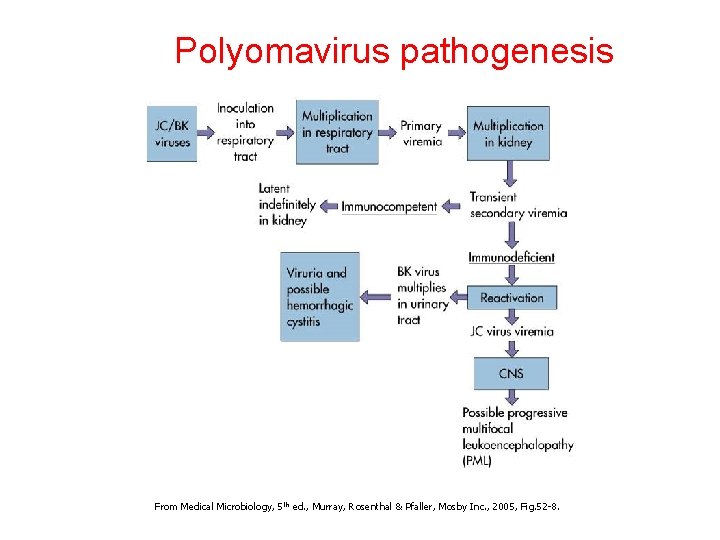 Polyomavirus pathogenesis From Medical Microbiology, 5 th ed. , Murray, Rosenthal & Pfaller, Mosby