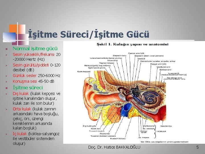 İşitme Süreci/İşitme Gücü n Normal işitme gücü Ø Sesin yükseklik/frekansı 20 -20000 Hertz (Hz)