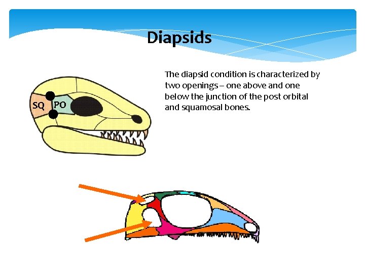 Diapsids SQ PO The diapsid condition is characterized by two openings – one above