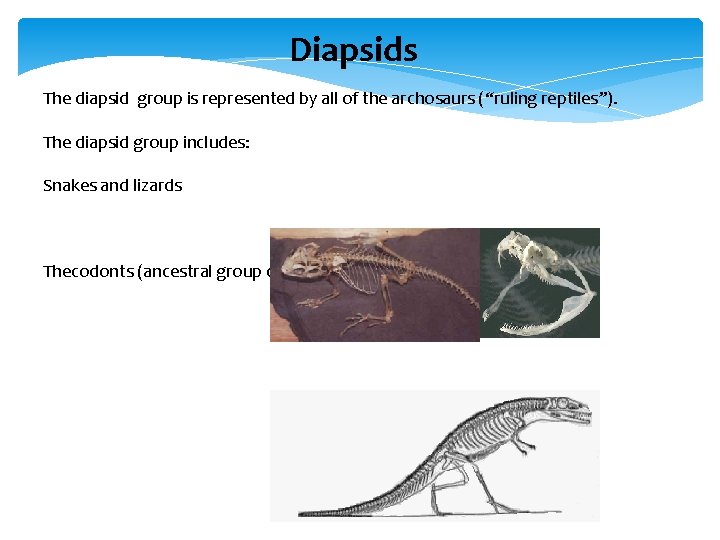 Diapsids The diapsid group is represented by all of the archosaurs (“ruling reptiles”). The