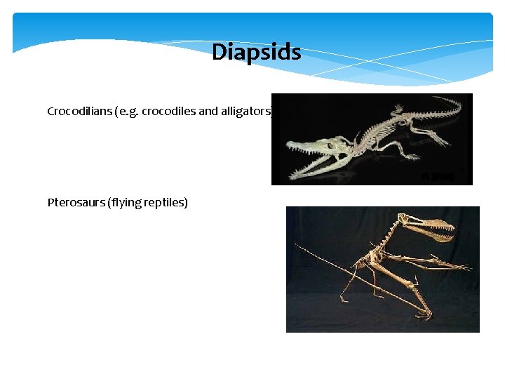 Diapsids Crocodilians (e. g. crocodiles and alligators) Pterosaurs (flying reptiles) 