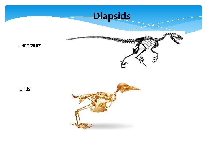 Diapsids Dinosaurs Birds 
