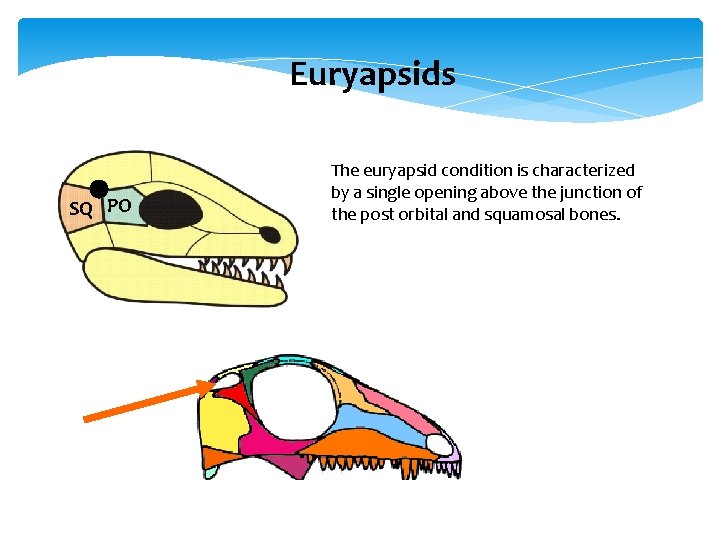 Euryapsids SQ PO The euryapsid condition is characterized by a single opening above the