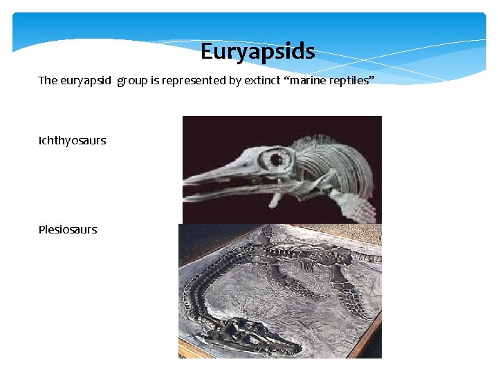 Euryapsids The euryapsid group is represented by extinct “marine reptiles” Ichthyosaurs Plesiosaurs 