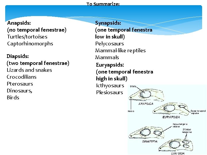 To Summarize: Anapsids: (no temporal fenestrae) Turtles/tortoises Captorhinomorphs Diapsids: (two temporal fenestrae) Lizards and