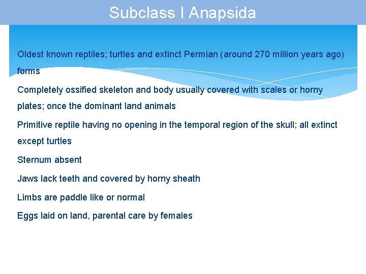 Subclass I Anapsida Oldest known reptiles; turtles and extinct Permian (around 270 million years