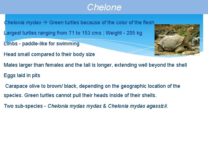 Chelone Chelonia mydas Green turtles because of the color of the flesh Largest turtles