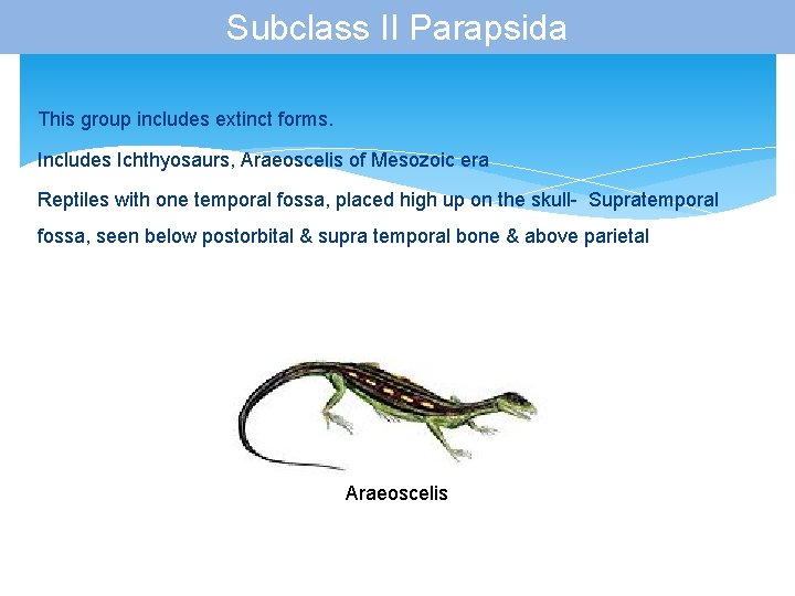 Subclass II Parapsida This group includes extinct forms. Includes Ichthyosaurs, Araeoscelis of Mesozoic era