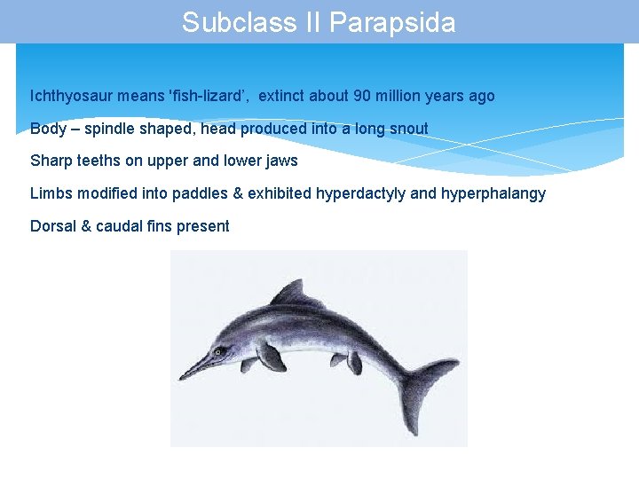 Subclass II Parapsida Ichthyosaur means 'fish-lizard’, extinct about 90 million years ago Body –
