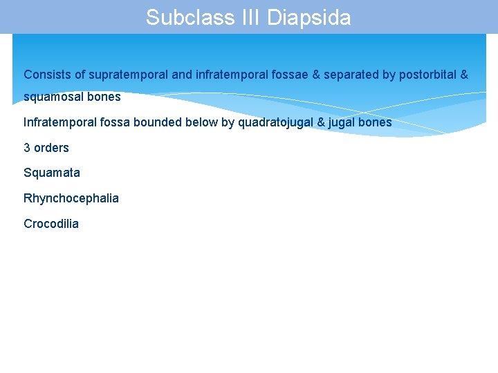 Subclass III Diapsida Consists of supratemporal and infratemporal fossae & separated by postorbital &