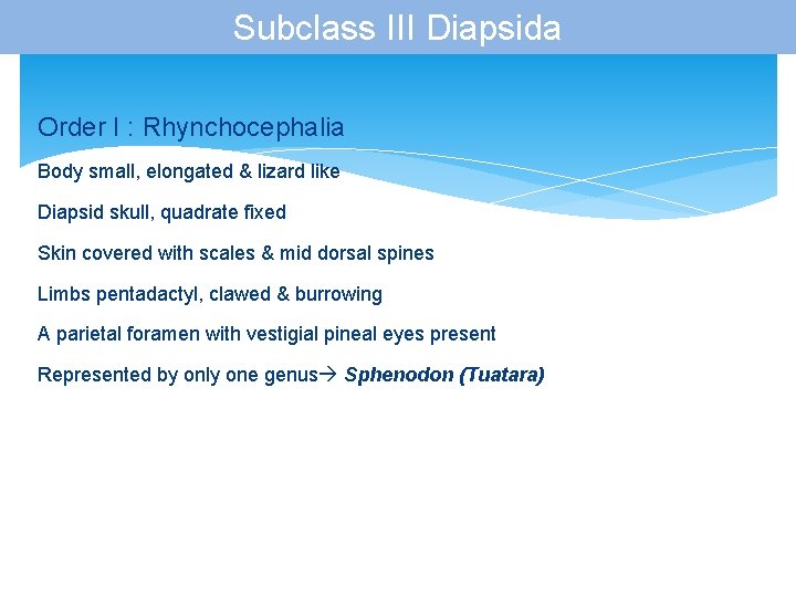 Subclass III Diapsida Order I : Rhynchocephalia Body small, elongated & lizard like Diapsid