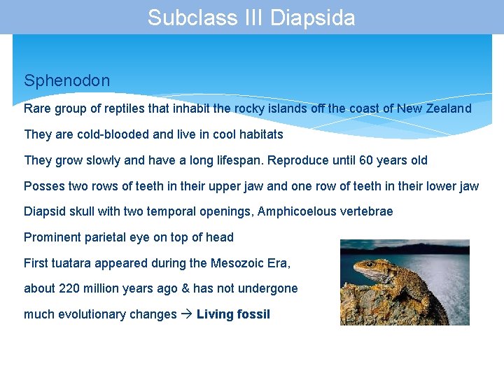 Subclass III Diapsida Sphenodon Rare group of reptiles that inhabit the rocky islands off