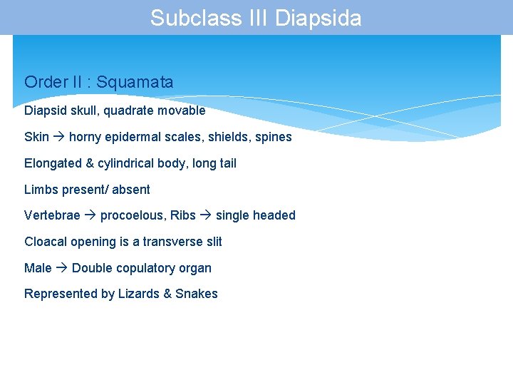 Subclass III Diapsida Order II : Squamata Diapsid skull, quadrate movable Skin horny epidermal