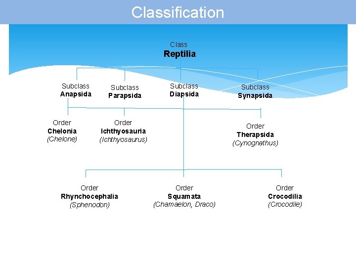 Classification Class Reptilia Subclass Anapsida Order Chelonia (Chelone) Subclass Parapsida Subclass Diapsida Order Ichthyosauria