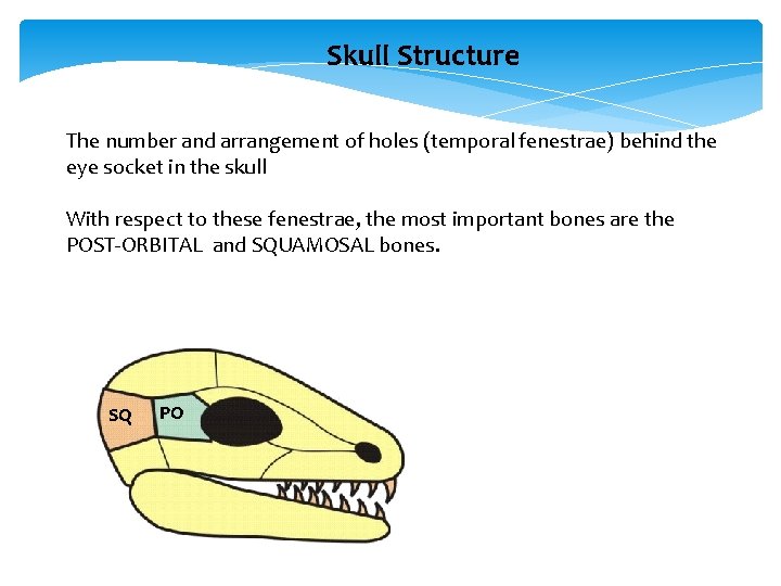 Skull Structure The number and arrangement of holes (temporal fenestrae) behind the eye socket