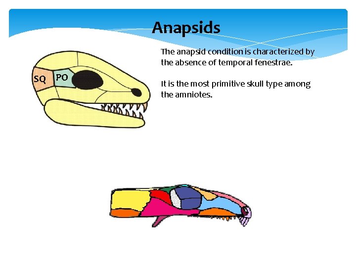 Anapsids The anapsid condition is characterized by the absence of temporal fenestrae. SQ PO