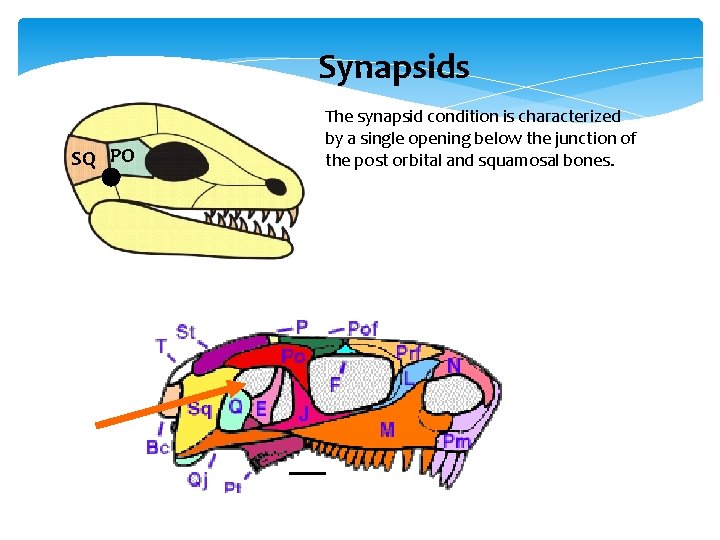 Synapsids SQ PO The synapsid condition is characterized by a single opening below the