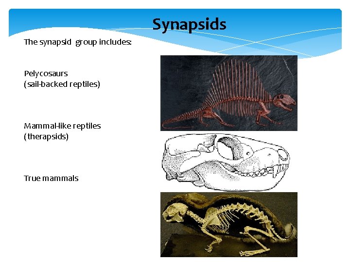 Synapsids The synapsid group includes: Pelycosaurs (sail-backed reptiles) Mammal-like reptiles (therapsids) True mammals 