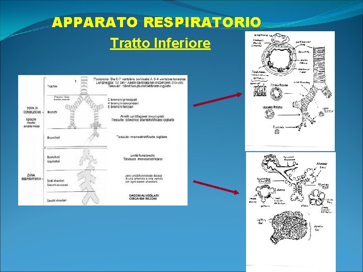 APPARATO RESPIRATORIO Tratto Inferiore 