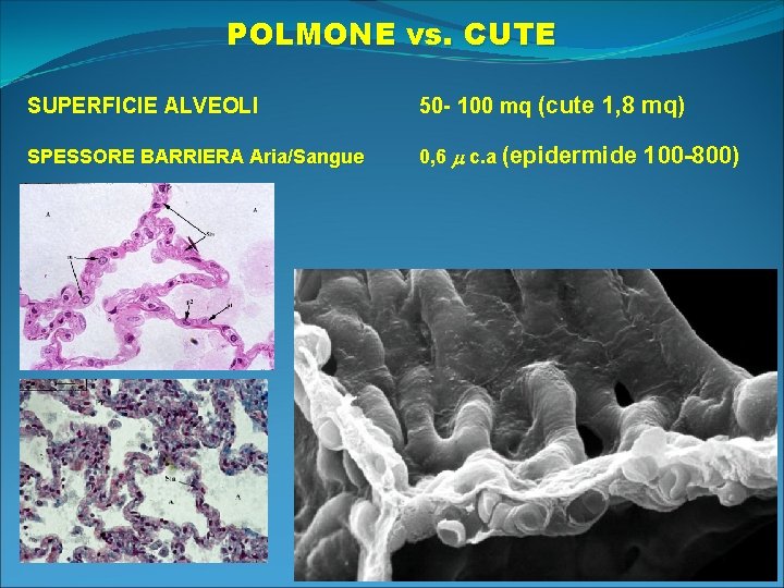 POLMONE vs. CUTE SUPERFICIE ALVEOLI 50 - 100 mq (cute 1, 8 mq) SPESSORE