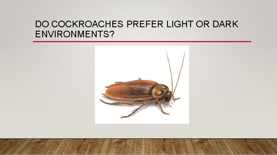 DO COCKROACHES PREFER LIGHT OR DARK ENVIRONMENTS? 