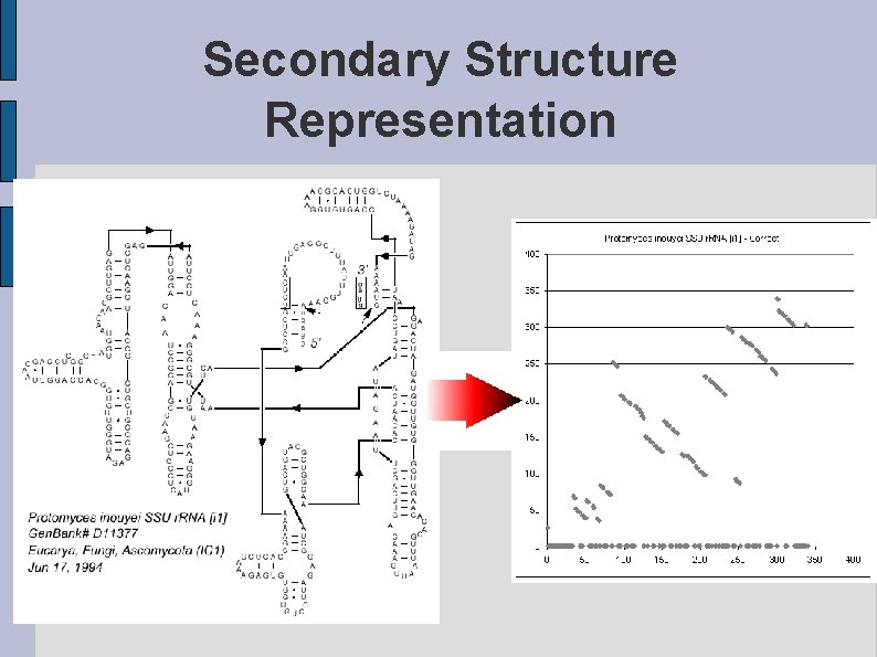 Secondary Structure Representation 